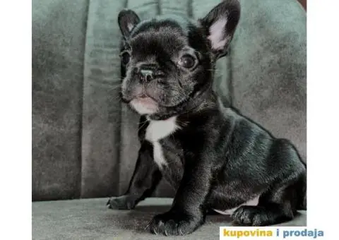 Francuski Buldog Standard i Exotic - 7/7