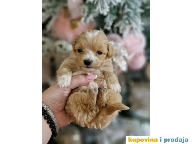 Bebice MALTIPOO - 1