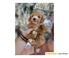 Bebice MALTIPOO