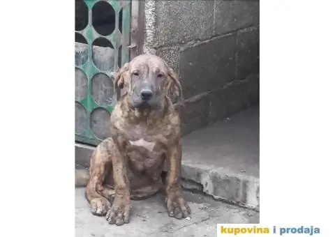 Presa Canario štenci
