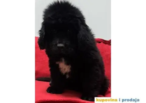 Štenci njufaundlera - 1/6