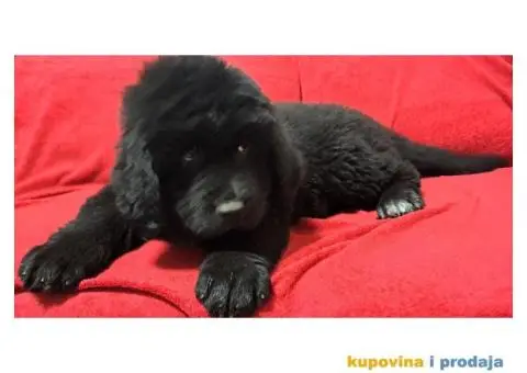 Štenci njufaundlera - 2/6