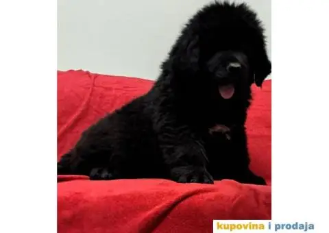 Štenci njufaundlera - 3/6