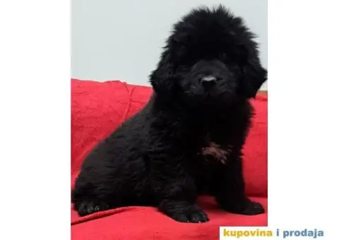 Štenci njufaundlera - 4/6