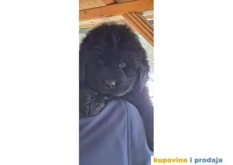 Štenci njufaundlera - 5/6