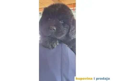 Štenci njufaundlera - 6/6