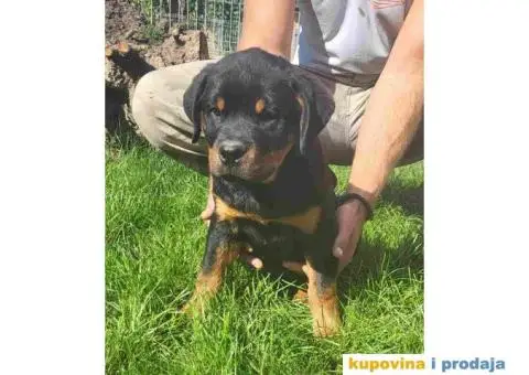 Prodajem stence ROTVAJLERA,  starosti 3 do 4 meseca