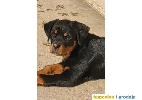 Prodajem stence ROTVAJLERA,  starosti 3 do 4 meseca - 2/2