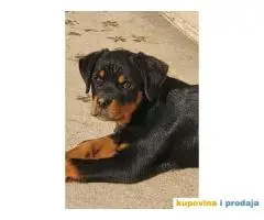 Prodajem stence ROTVAJLERA,  starosti 3 do 4 meseca