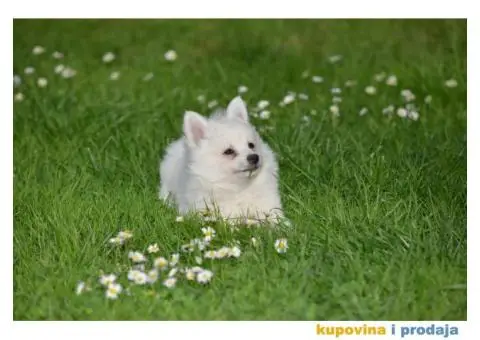 Nemački špic prelepi štenci - 1/9