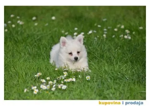 Nemački špic prelepi štenci - 2/9