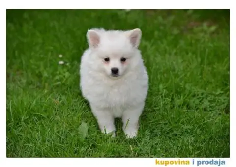 Nemački špic prelepi štenci - 4/9