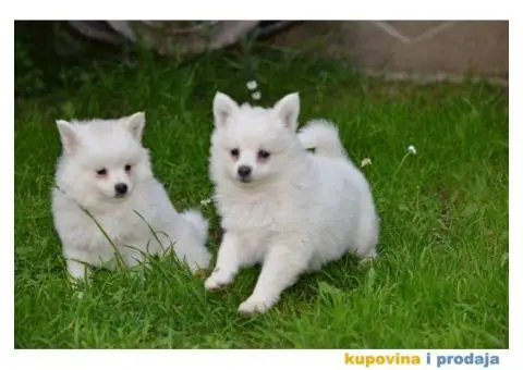 Nemački špic prelepi štenci - 7/9