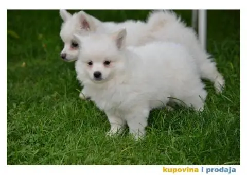 Nemački špic prelepi štenci - 8/9
