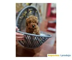 Bebice PUDLICA crvene TOY