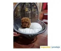 Bebice PUDLICA crvene TOY