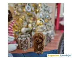 Bebice PUDLICA crvene TOY