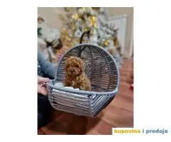 Bebice PUDLICA crvene TOY