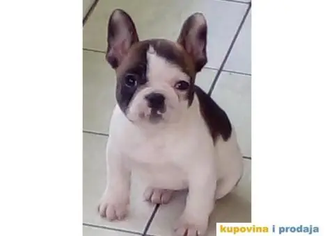 stenci farancuskog buldoga - 1/5