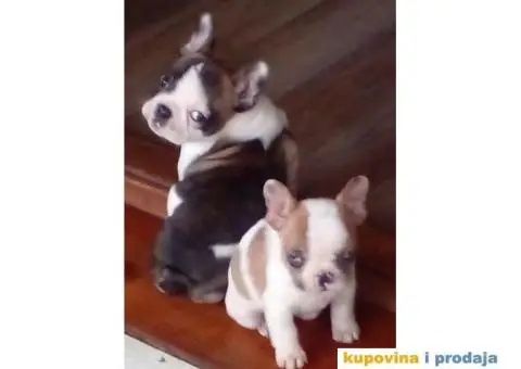 stenci farancuskog buldoga - 3/5