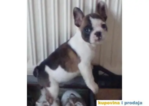 stenci farancuskog buldoga - 4/5