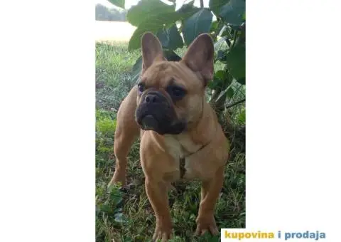 Francuski buldog - 1/5