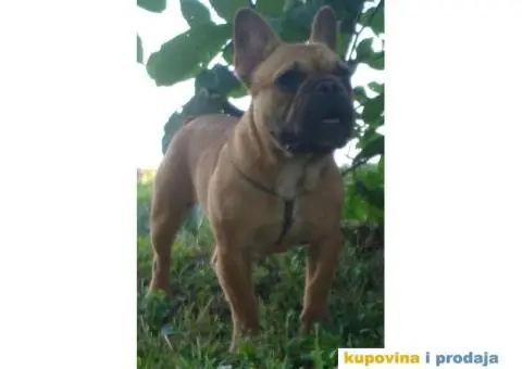 Francuski buldog - 2/5