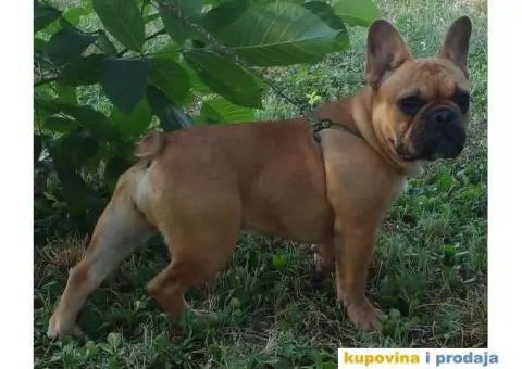 Francuski buldog - 3/5