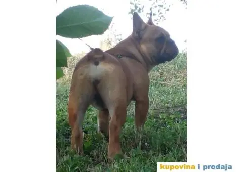 Francuski buldog - 4/5