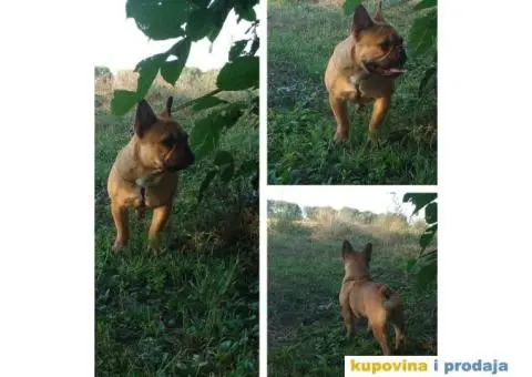 Francuski buldog - 5/5