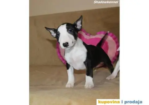 Mini Bull Terijer štenci - 1/10