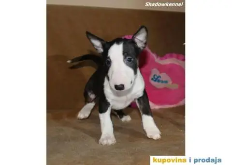 Mini Bull Terijer štenci - 2/10