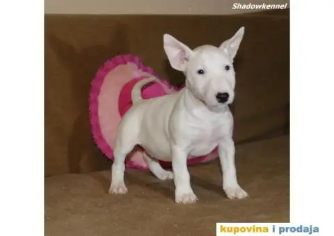 Mini Bull Terijer štenci - 3/10