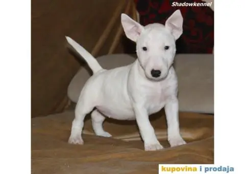 Mini Bull Terijer štenci - 4/10