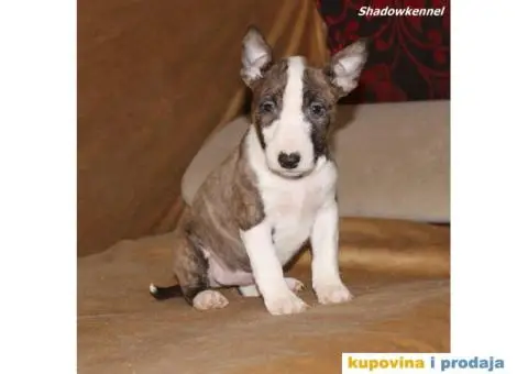 Mini Bull Terijer štenci - 5/10