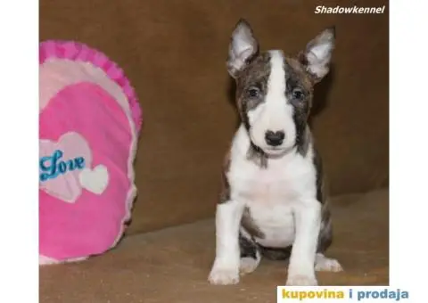 Mini Bull Terijer štenci - 6/10