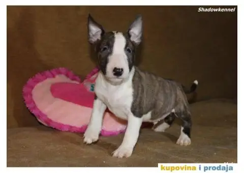 Mini Bull Terijer štenci - 7/10