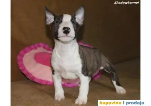Mini Bull Terijer štenci - 8/10