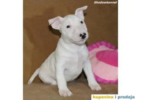 Mini Bull Terijer štenci - 9/10