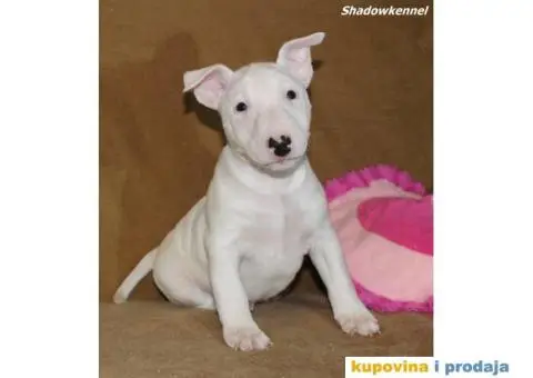 Mini Bull Terijer štenci - 10/10