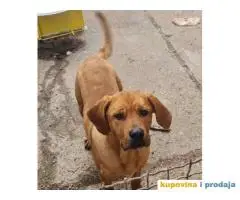 TOSA INU, na prodaju pas