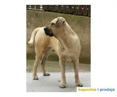 TOSA INU, na prodaju pas