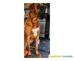 TOSA INU, na prodaju pas