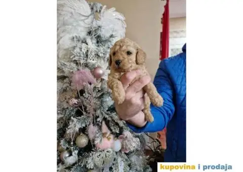 Preslatke bebice toy PUDLICA  spremne za preuzimanje - 1/6