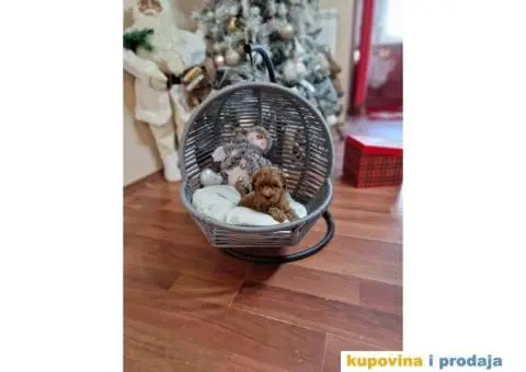 Preslatke bebice toy PUDLICA  spremne za preuzimanje - 2/6