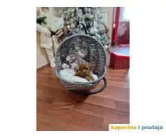 Preslatke bebice toy PUDLICA  spremne za preuzimanje