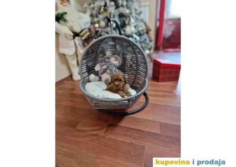 Preslatke bebice toy PUDLICA  spremne za preuzimanje - 3/6