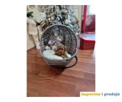 Preslatke bebice toy PUDLICA  spremne za preuzimanje