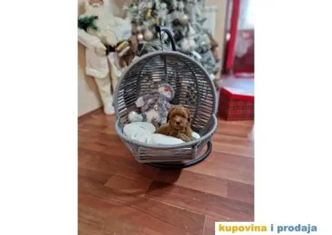 Preslatke bebice toy PUDLICA  spremne za preuzimanje - 4/6