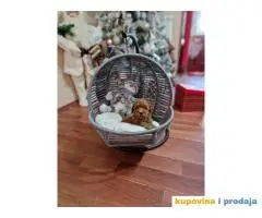 Preslatke bebice toy PUDLICA  spremne za preuzimanje